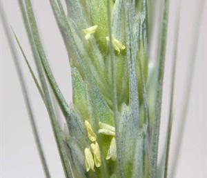 FIGURA I - Espiga en inicio de floración (antesis), estado óptimo para la aplicación de fungicidas.